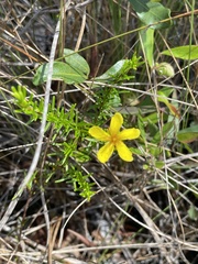 Hypericum tenuifolium