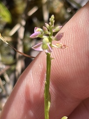 Polygala brevifolia
