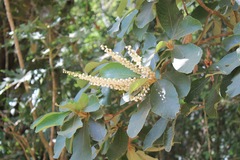 Clethra hartwegii
