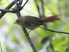 Cranioleuca subcristata