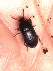 Alphitobius diaperinus
