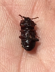 Alphitobius diaperinus