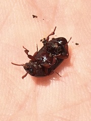 Alphitobius diaperinus