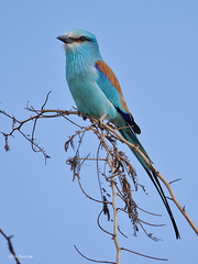 Coracias abyssinicus
