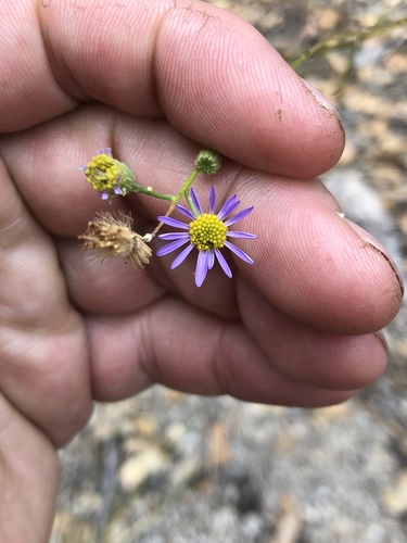 iNaturalist observation photo of Leafy Fleabane