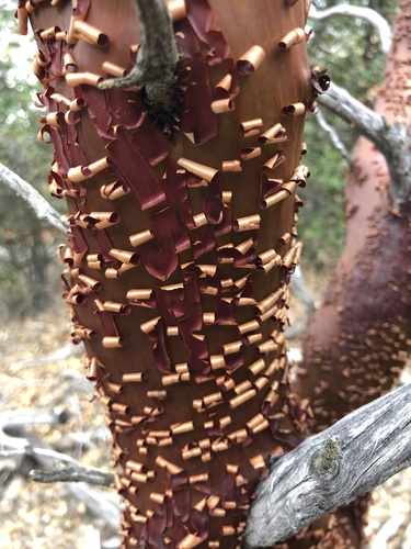 iNaturalist observation photo of bearberries and manzanitas