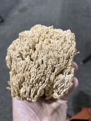 Ramaria acrisiccescens