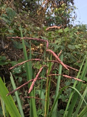 Paspalum virgatum
