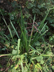 Paspalum virgatum