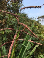 Paspalum virgatum