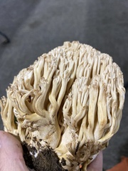 Ramaria acrisiccescens