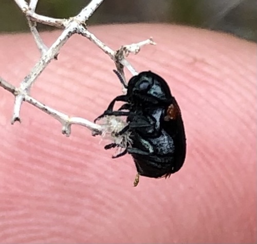 iNaturalist observation photo of Saxinis