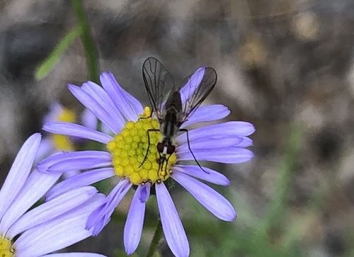 iNaturalist observation photo of Empidigeron