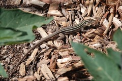 Aspidoscelis uniparens