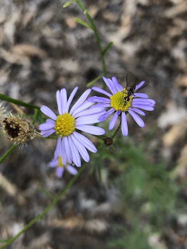 iNaturalist observation photo of Leafy Fleabane