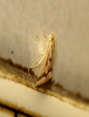 Achyra coelatalis