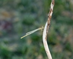 Enallagma vesperum