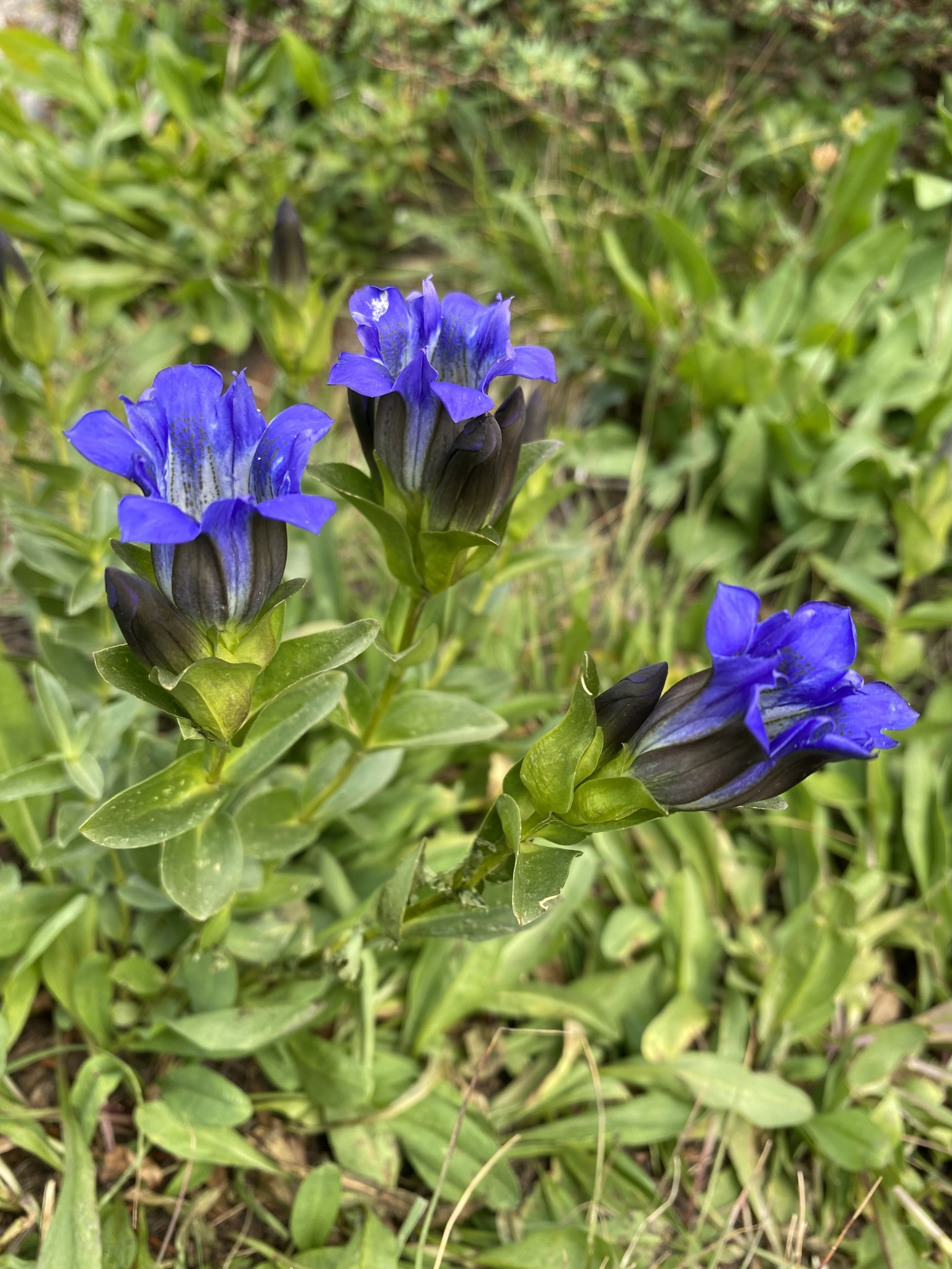 Gentiana parryi