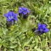 Parry's Gentian - Photo (c) ckbrett07, some rights reserved (CC BY-NC)
