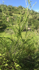 Adelia obovata