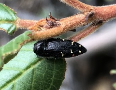Acmaeodera angelica