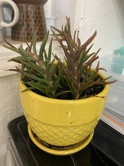 Aloe juvenna
