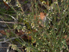 Leucopogon glacialis