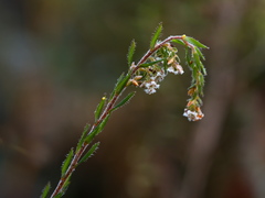 Leucopogon glacialis