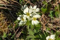 Anemonastrum villosissimum