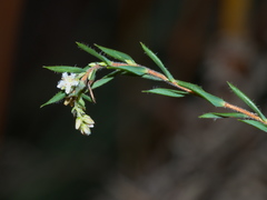 Leucopogon glacialis