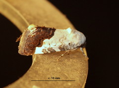 Acontia discoidea