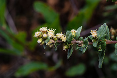 Baccharis pilularis consanguinea