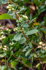 Baccharis pilularis consanguinea