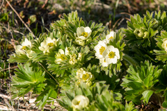 Anemonastrum villosissimum
