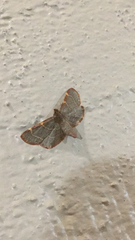 Hypsopygia binodulalis