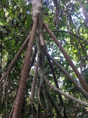 Socratea exorrhiza