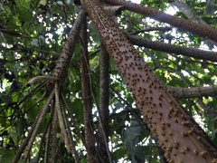 Socratea exorrhiza
