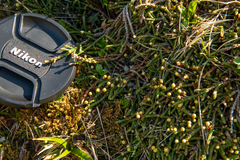 Cassiope lycopodioides