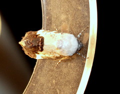Acontia discoidea