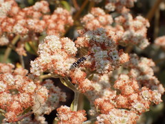 Stenodynerus anormis