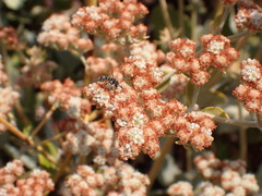 Stenodynerus anormis