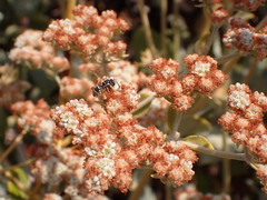 Stenodynerus anormis