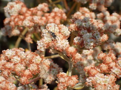 Stenodynerus anormis