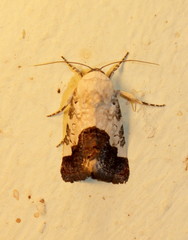 Acontia discoidea