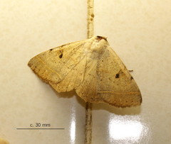 Ctenusa pallida