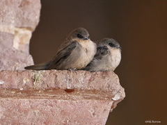 Ptyonoprogne fuligula