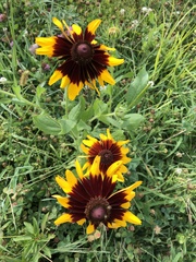 Gaillardia × grandiflora