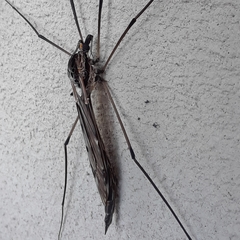 Tipula metacomet