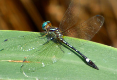 Macrothemis ultima