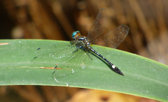 Macrothemis ultima
